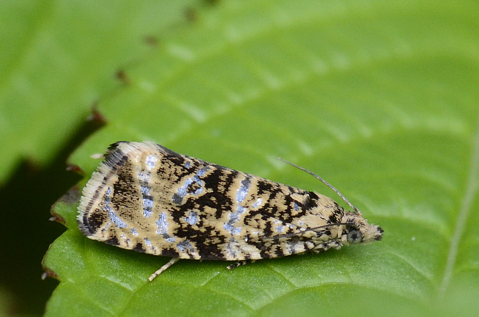 Da identificare - Celypha lacunana
